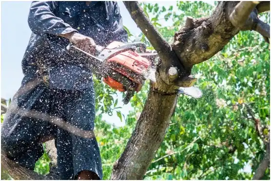 tree services Duncansville
